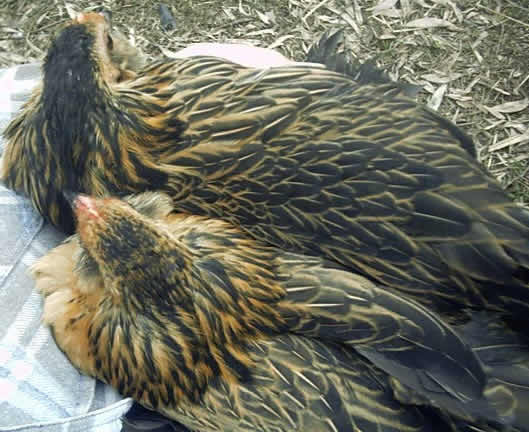 Quail pullets, showing back lacing